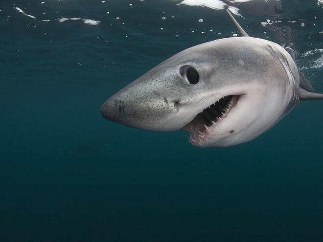 Sharks!?!?!?!